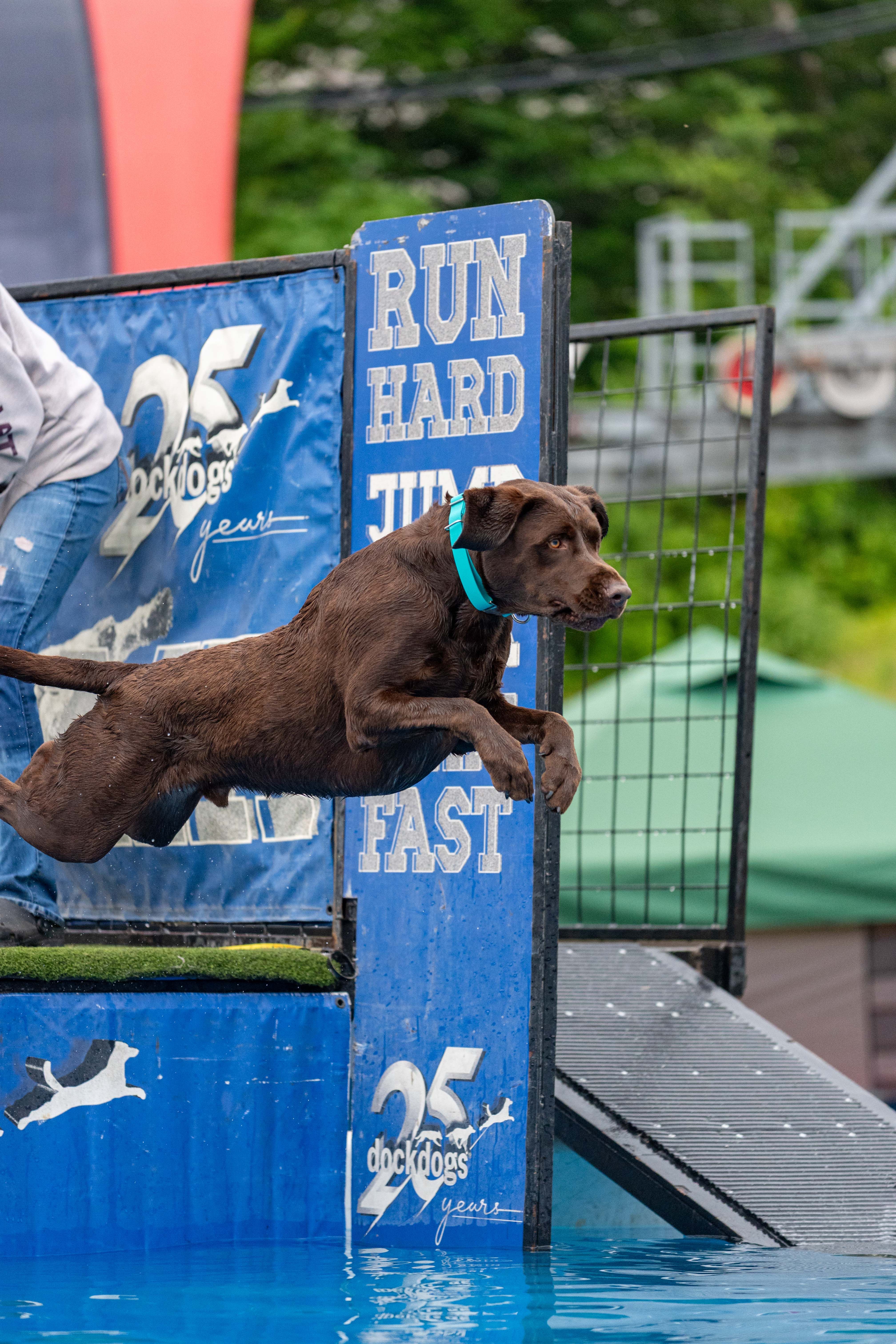 A dog leaping into the air at Ruff Mountain at Sunday River.