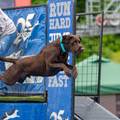A dog leaping into the air, into a pool of water, at Sunday River's Ruff Mountain with Dock Dogs.
