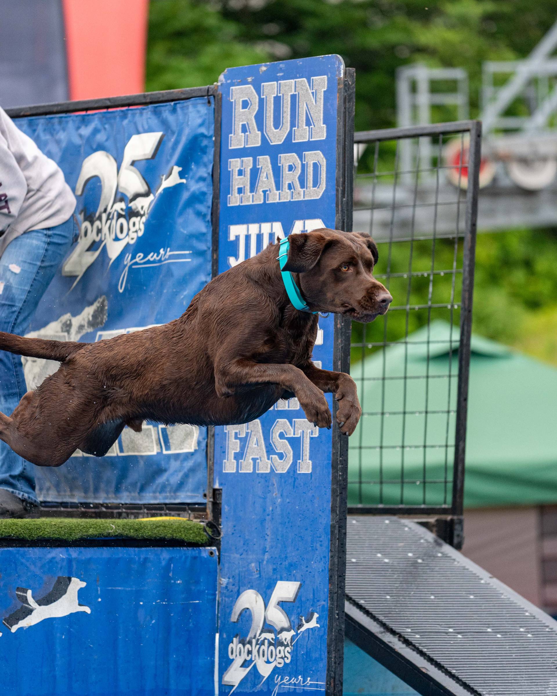 A dog leaping into the air at Ruff Mountain at Sunday River.
