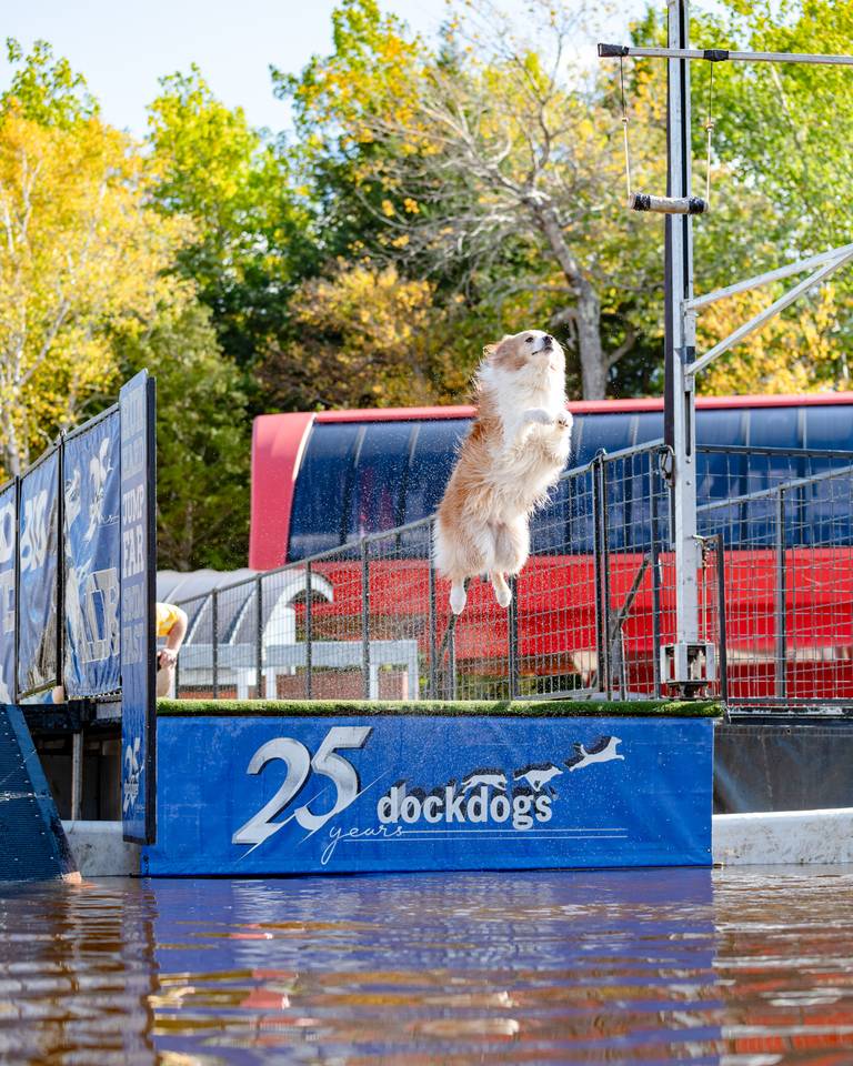 A dog leaping into the air at Ruff Mountain at Sunday River.