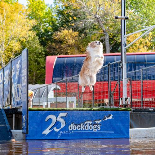 A dog jumping into a pool during a competition with Dock Dogs at Sunday River.