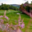 Flowers peaking through the Sunday River Golf Club.