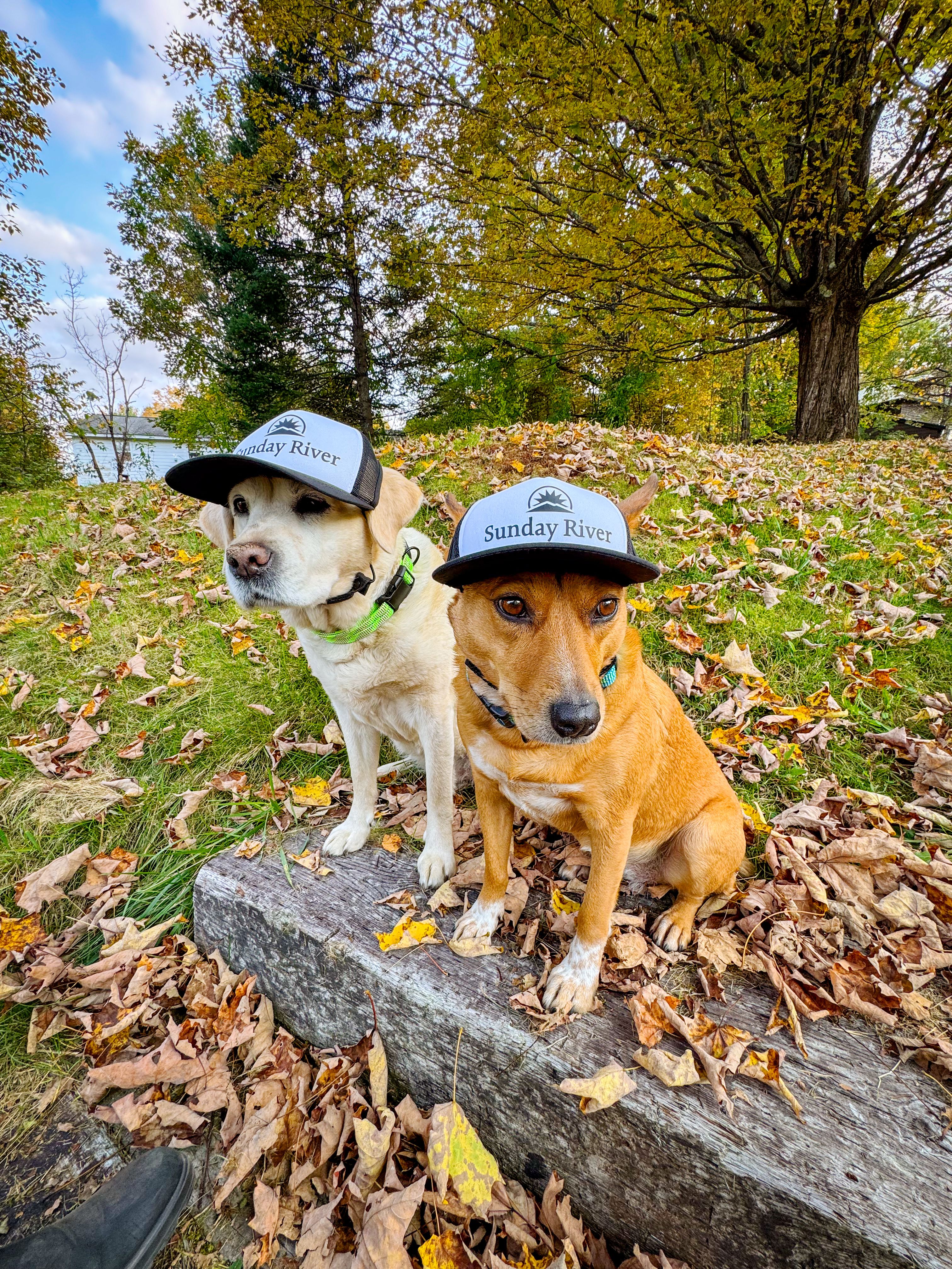 More cute dogs wearing Sunday River hats.