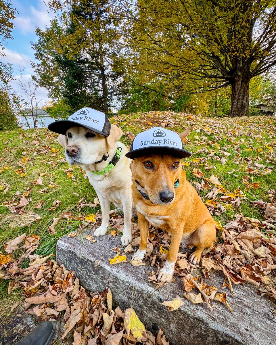 More cute dogs wearing Sunday River hats.