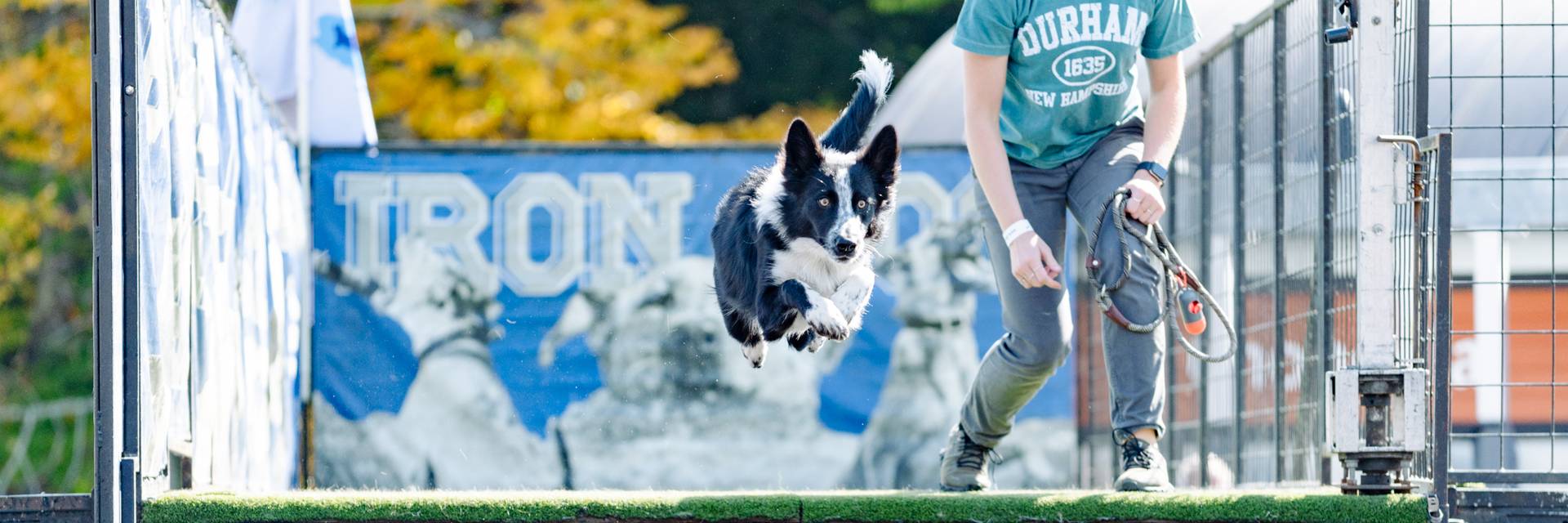 A dog jumping off a dock at Sunday River for Ruff Mountain with Dock Dogs.