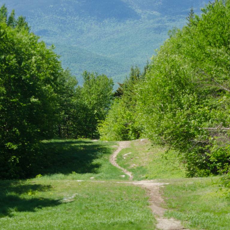A trail in the woods in summer with a walking path.