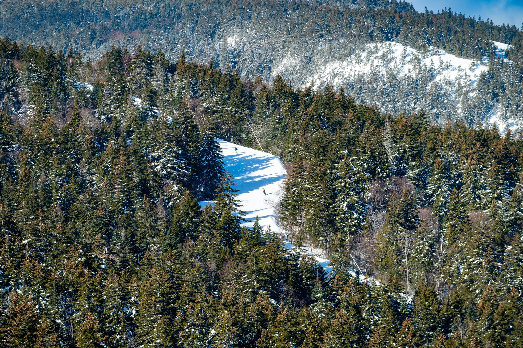 A trail peeking between the trees with skiers.