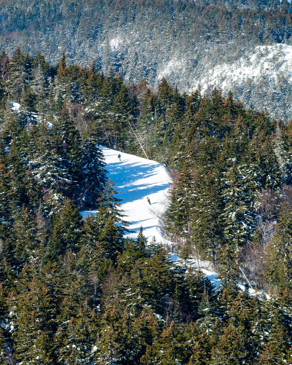 A trail peeking between the trees with skiers.