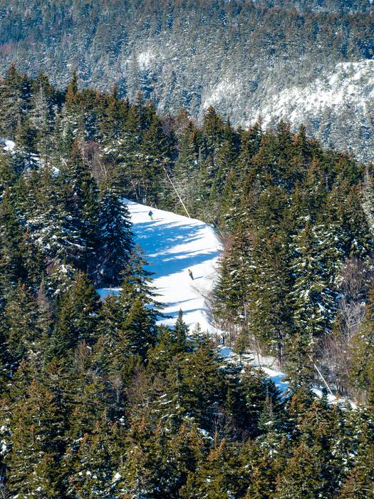 A trail peeking between the trees with skiers.