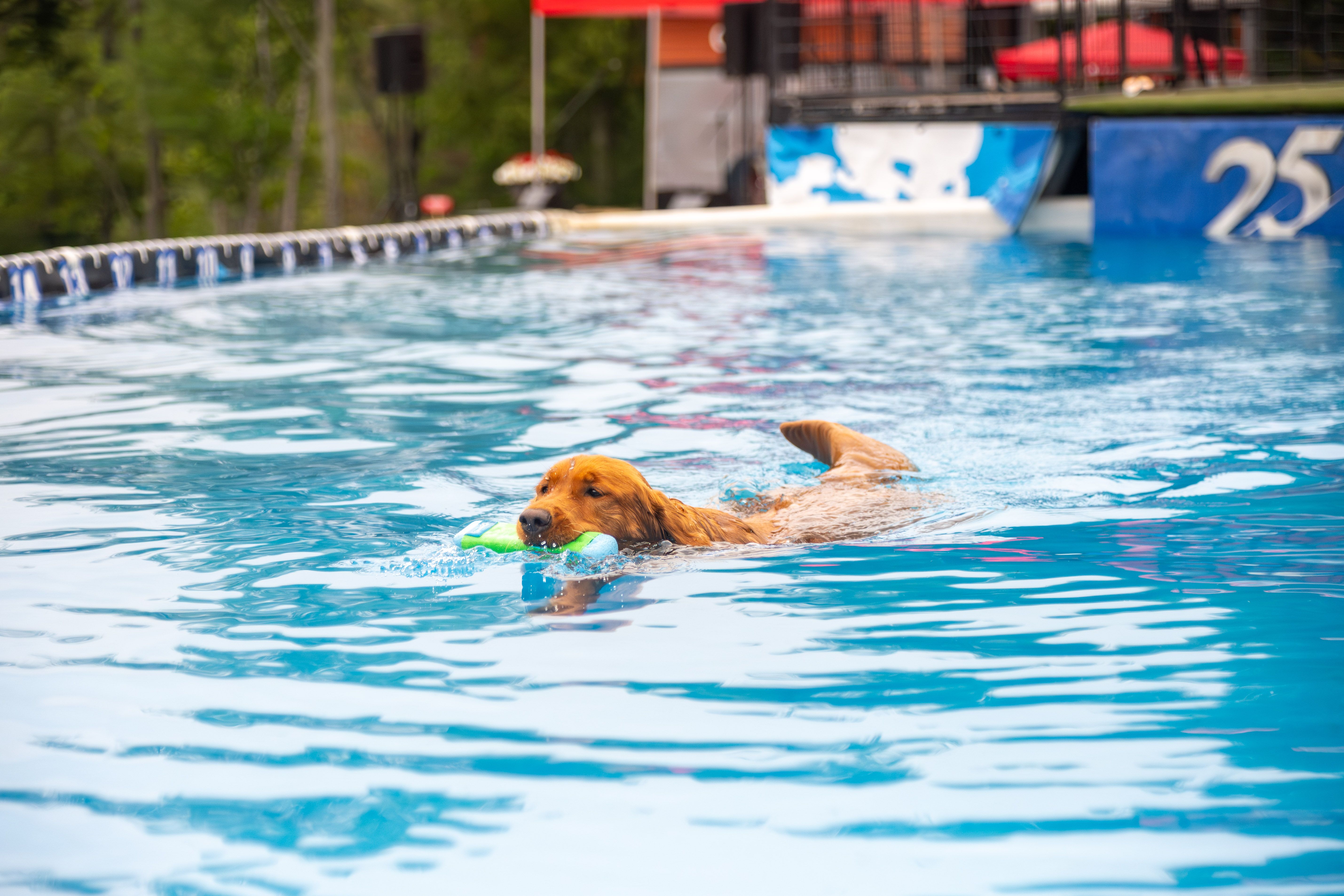 A dog leaping into the air to catch a toy during the Ruff Mountain Challenge, with Dock Dogs, at Sunday River.