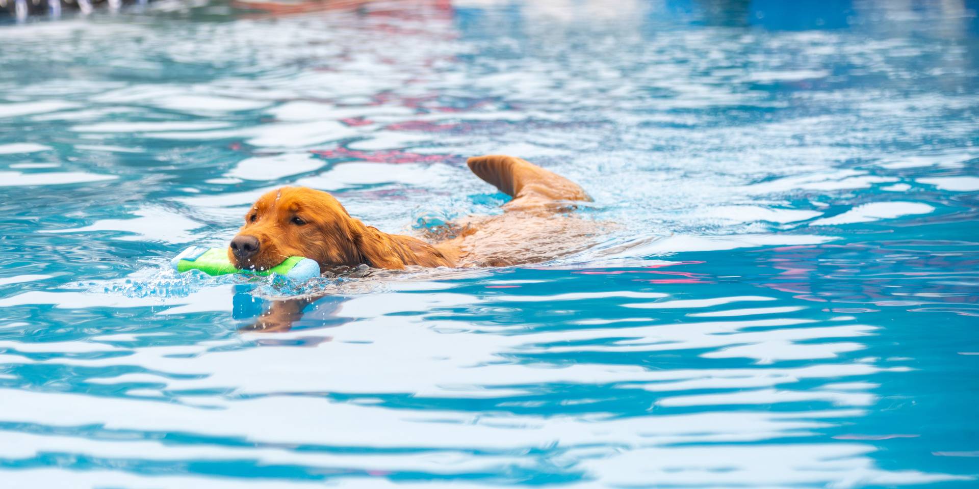 A dog leaping into the air to catch a toy during the Ruff Mountain Challenge, with Dock Dogs, at Sunday River.