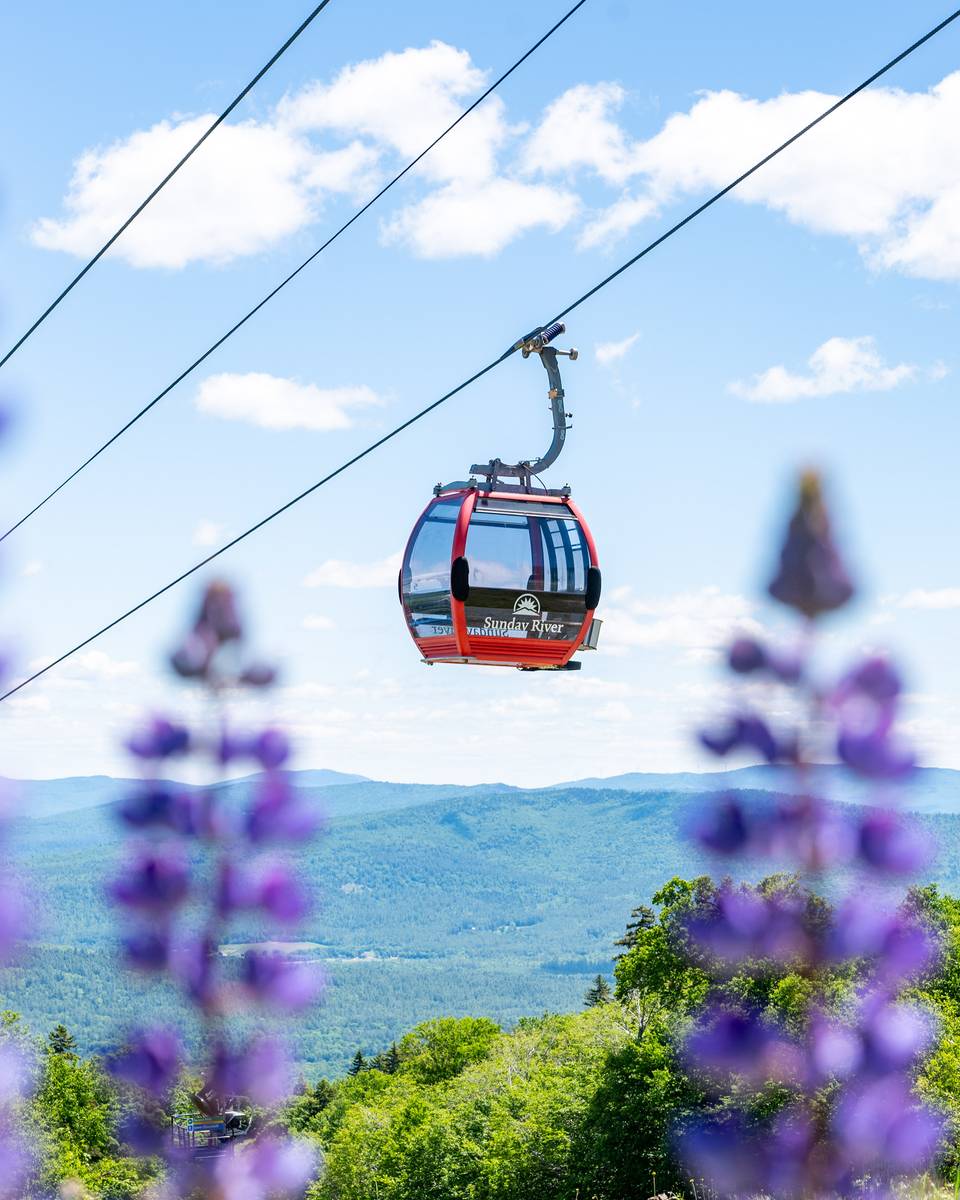 Scenic lift ride at Sunday River with lupins and mountains in the view.