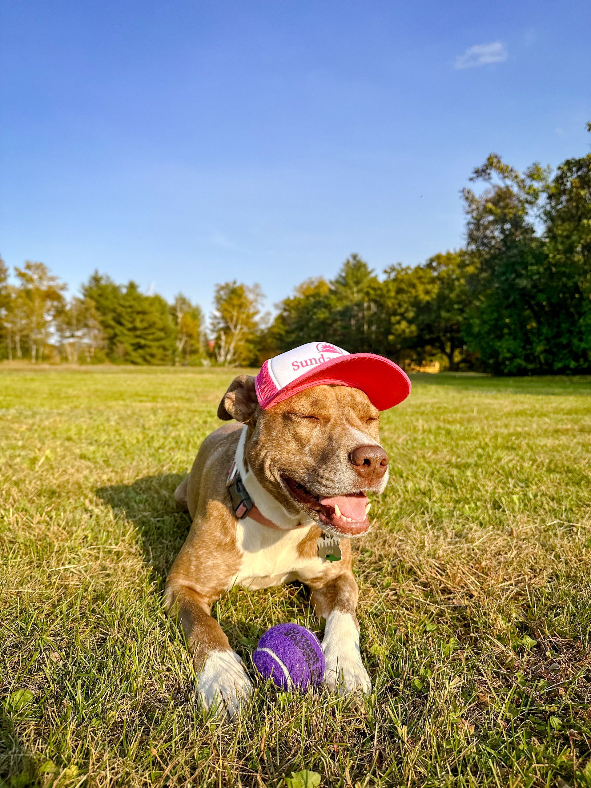 A cute dog wearing a Sunday River hat.