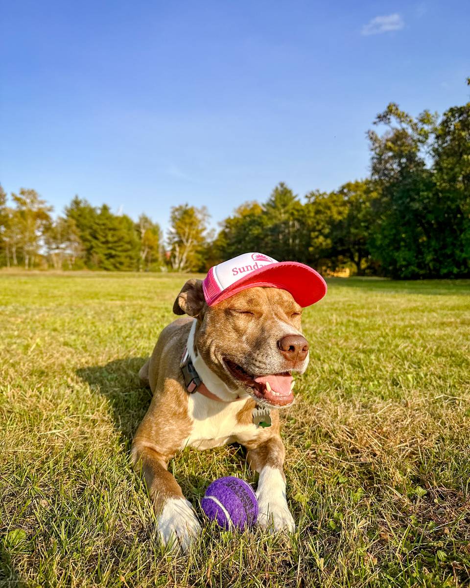 A cute dog wearing a Sunday River hat.
