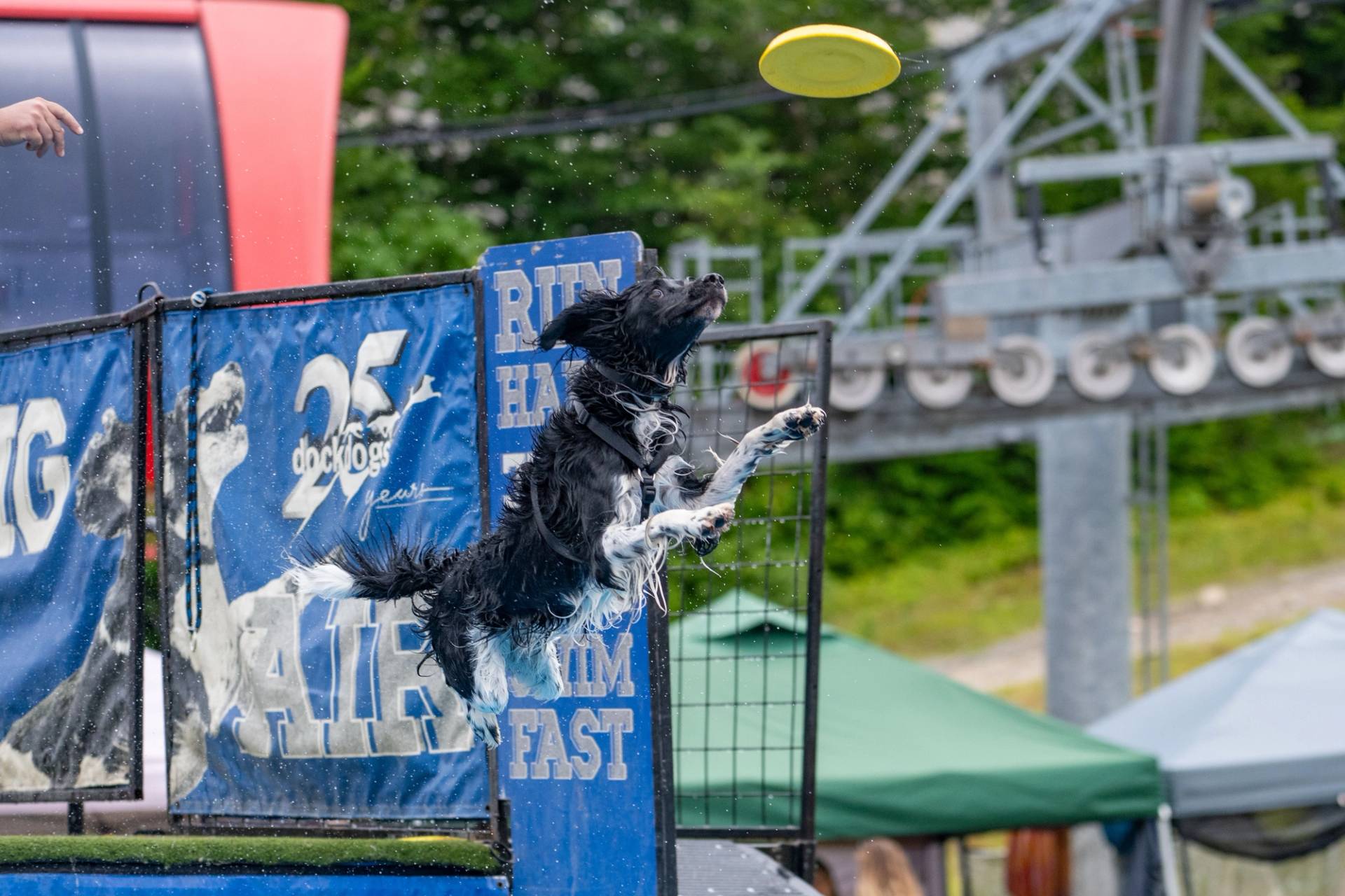 A dog jumping into a pool for a frisbee.
