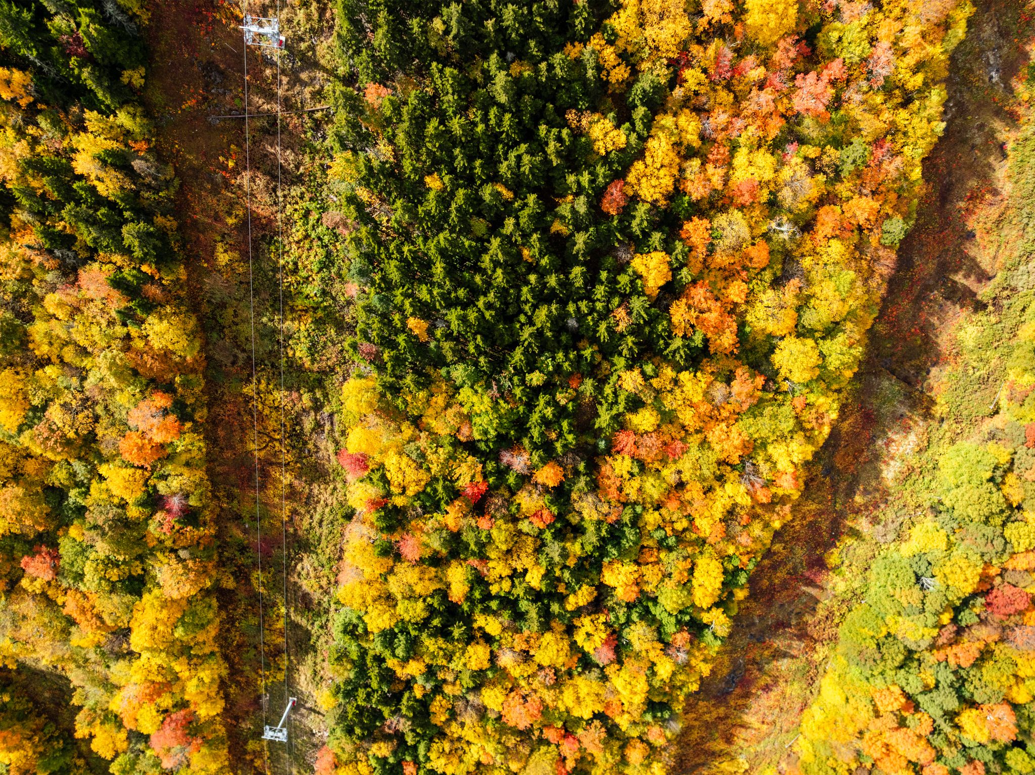 Colorful trees in Maine from the fall.