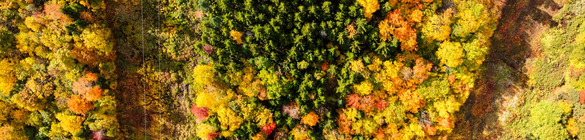 Colorful trees in Maine from the fall.