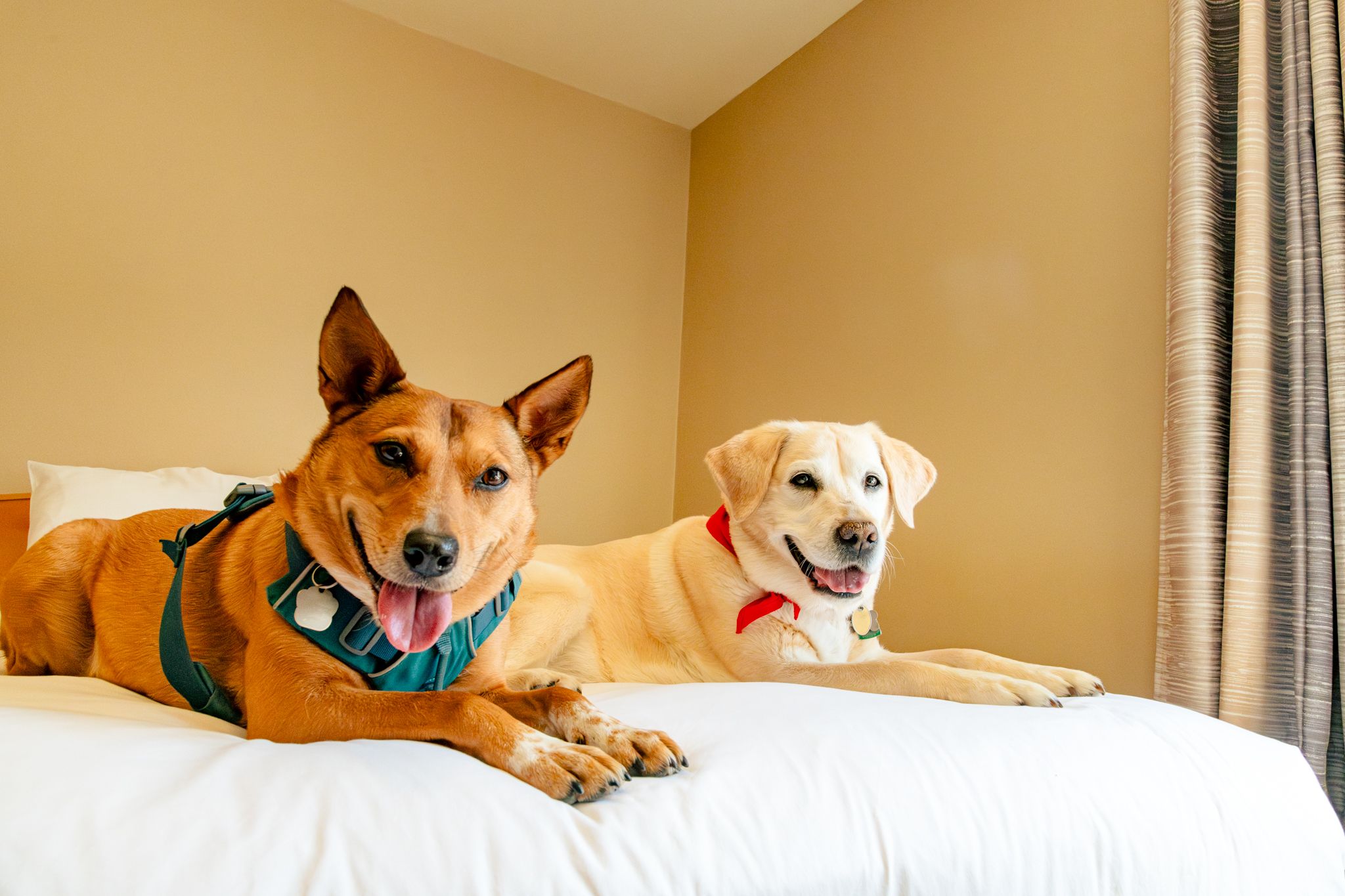 Dogs laying on the bed at the Snow Cap Inn.
