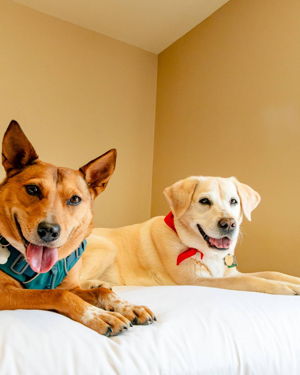 Dogs laying on the bed at the Snow Cap Inn.