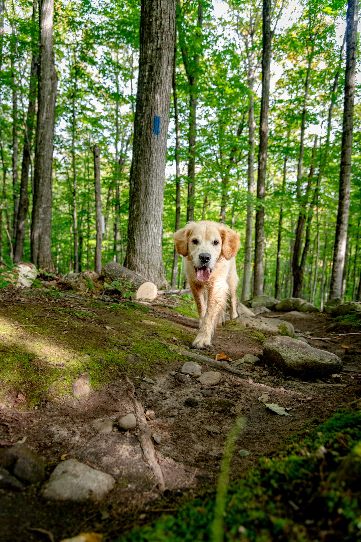 A dog walking on a trail.