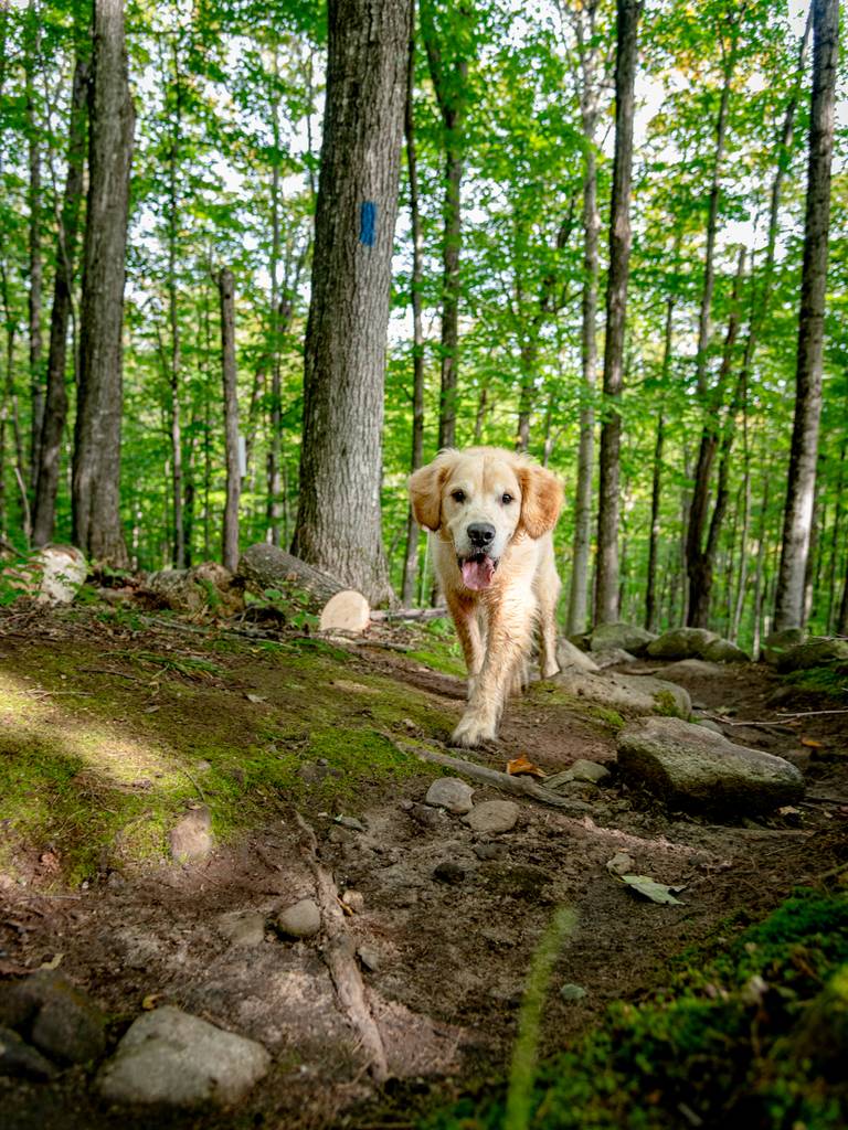 A dog walking on a trail.