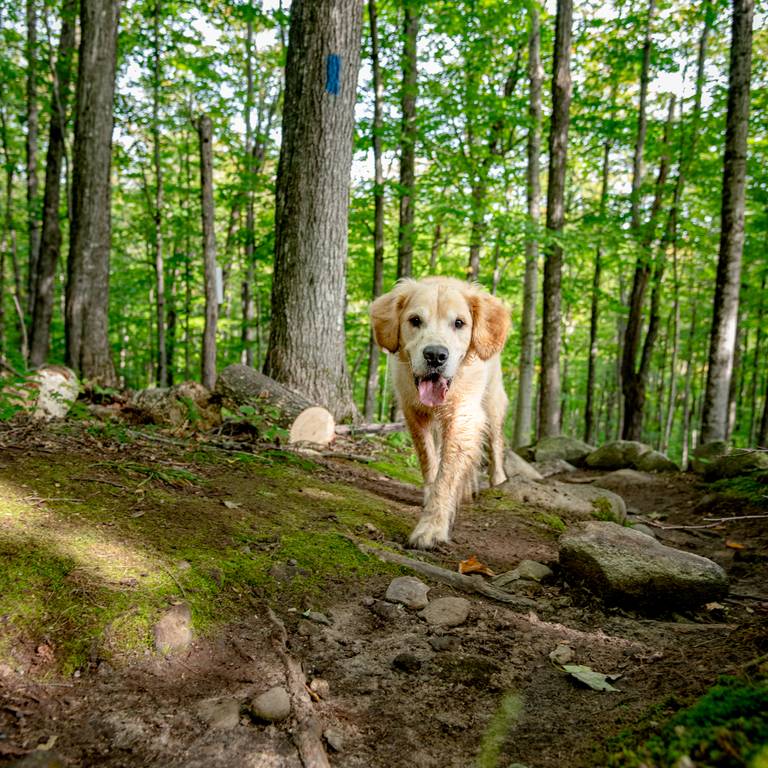 A dog walking on a trail.