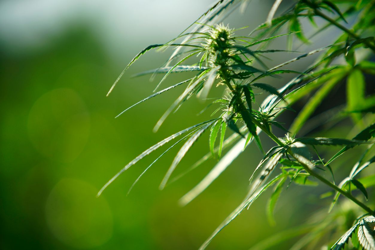 Phytocannabinoide als ECS-Modulatoren