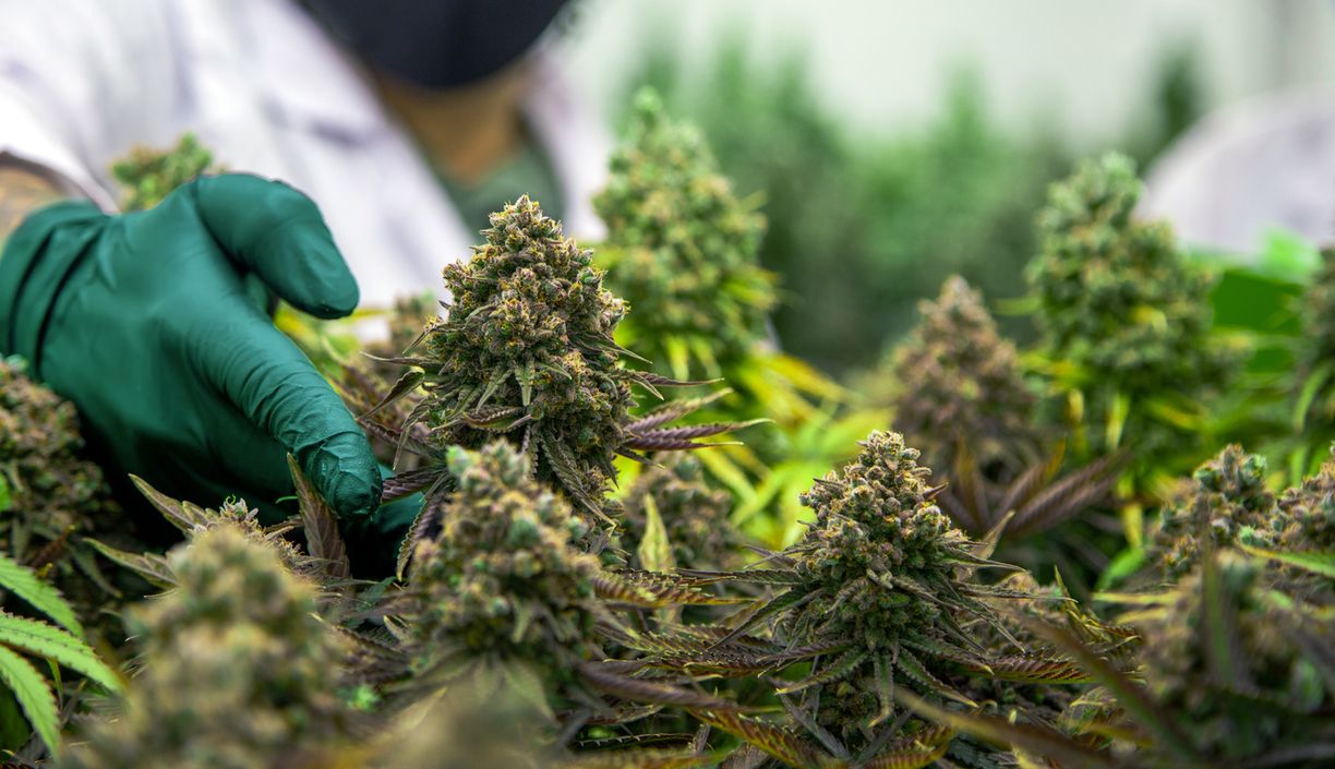 Welche THC-Produkte gibt es zu kaufen?