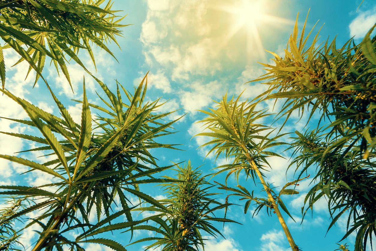 Medizinalcannabis auf Reisen