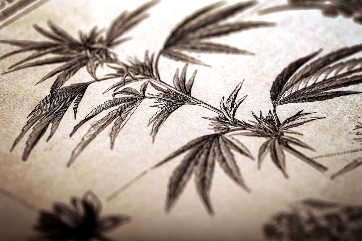 Faszinierende Anfänge Die Entdeckung und Nutzung von Cannabis in der Menschheitsgeschichte