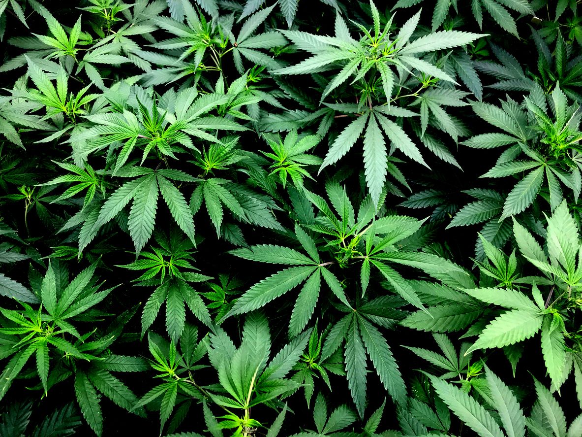 Spezifische Cannabinoide in der Krebsbehandlung