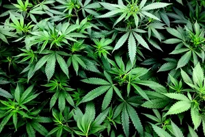 Der Weg zur Legalisierung von medizinischem Cannabis in Deutschland