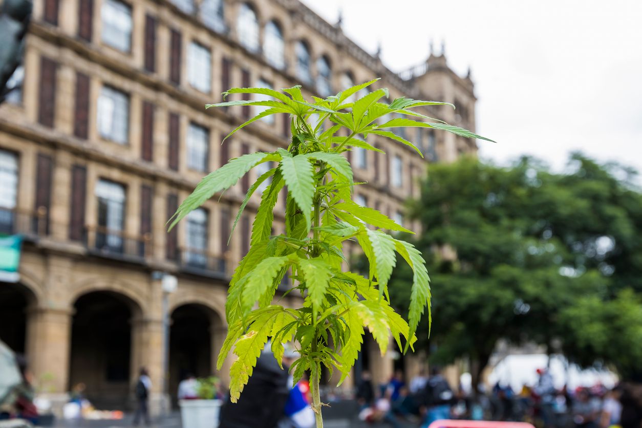 Wie viele Cannabis-Sorten gibt es aktuell weltweit?