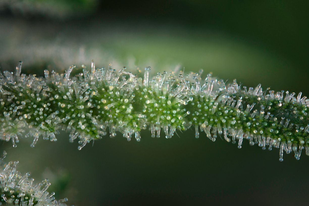 Terpene und der Entourage-Effekt