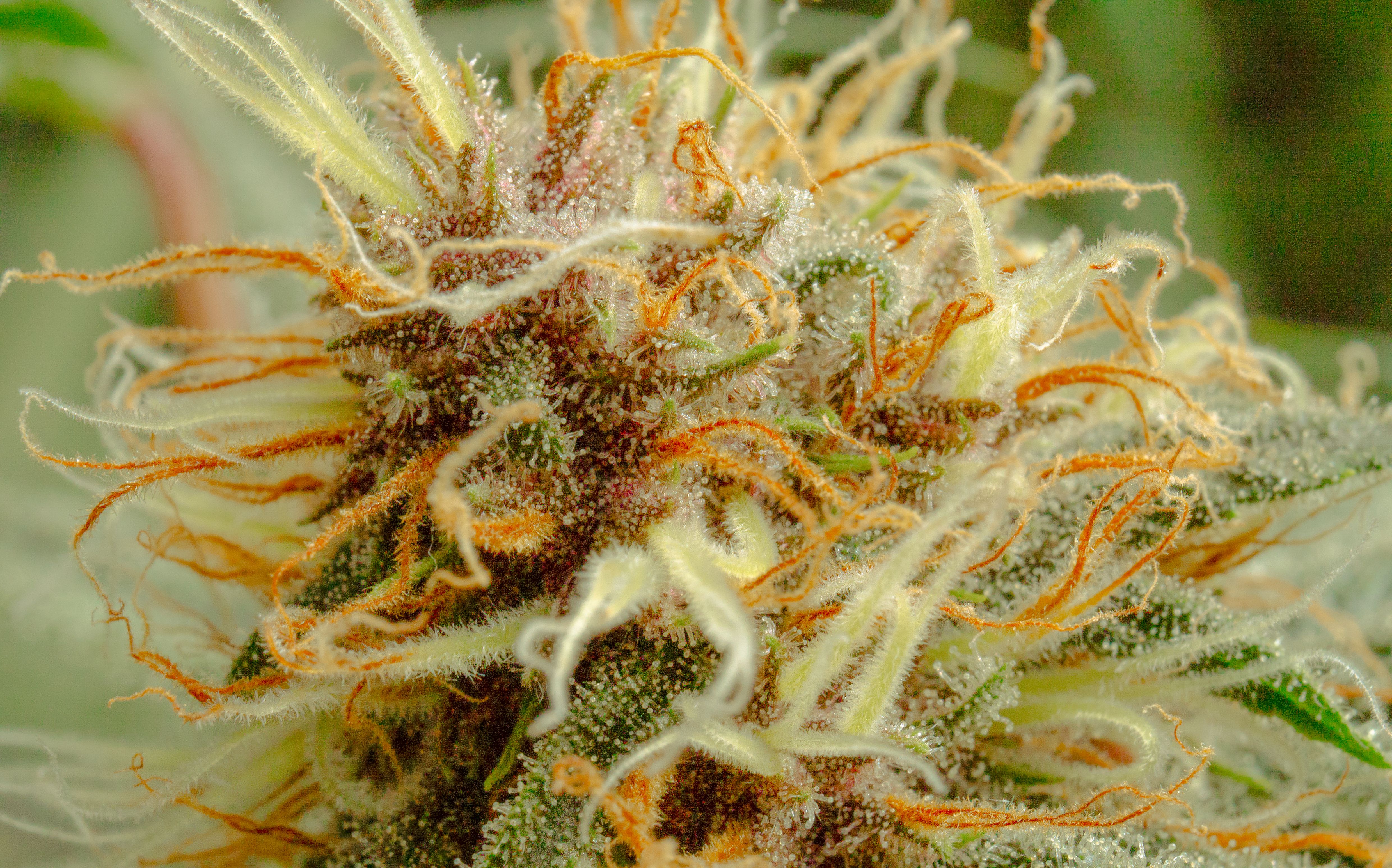 Medizinisches Cannabis und Führerschein