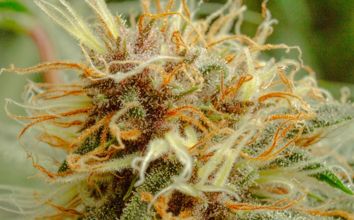 Phytocannabinoide aus der Cannabis-Pflanze