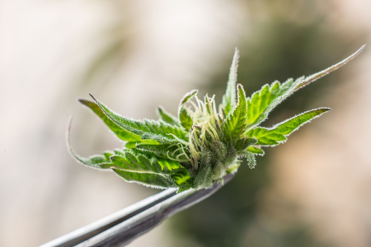 Medizinische Anwendungsgebiete von CBD