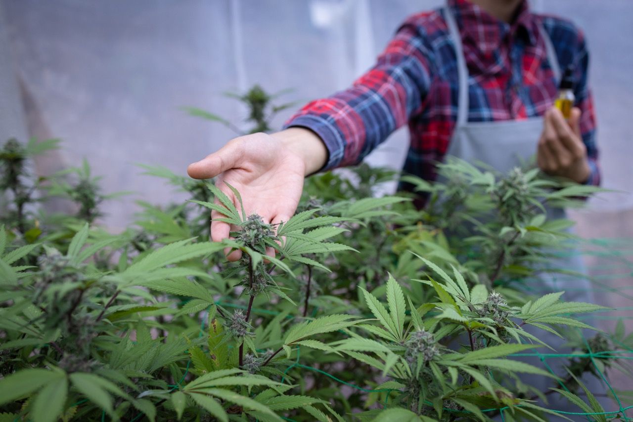Warum werden Cannabinoide bei Neurodermitis erforscht?