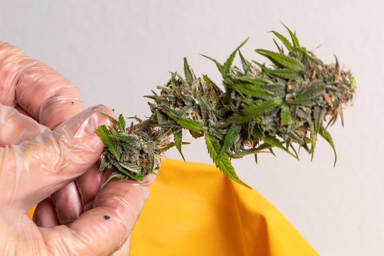 Ist Cannabis in Deutschland legal?