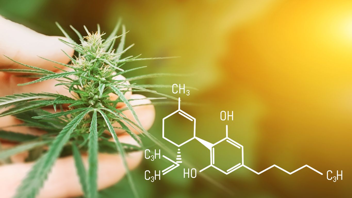 Das Endocannabinoid-System Wie CB1- und CB2-Rezeptoren Ihren Körper regulieren