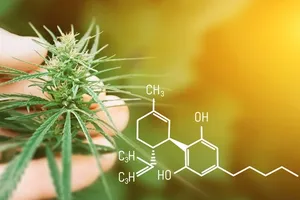 Das Endocannabinoid-System: Wie CB1- und CB2-Rezeptoren Ihren Körper regulieren
