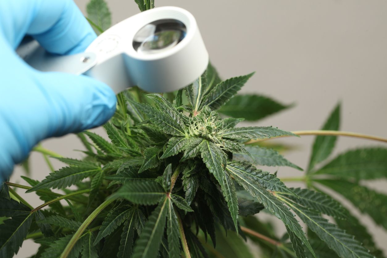 Cannabis in der Medizin, Industrie und Gesellschaft von morgen