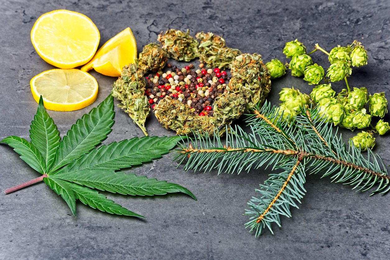 Terpenprofile als Wirkungsindikator