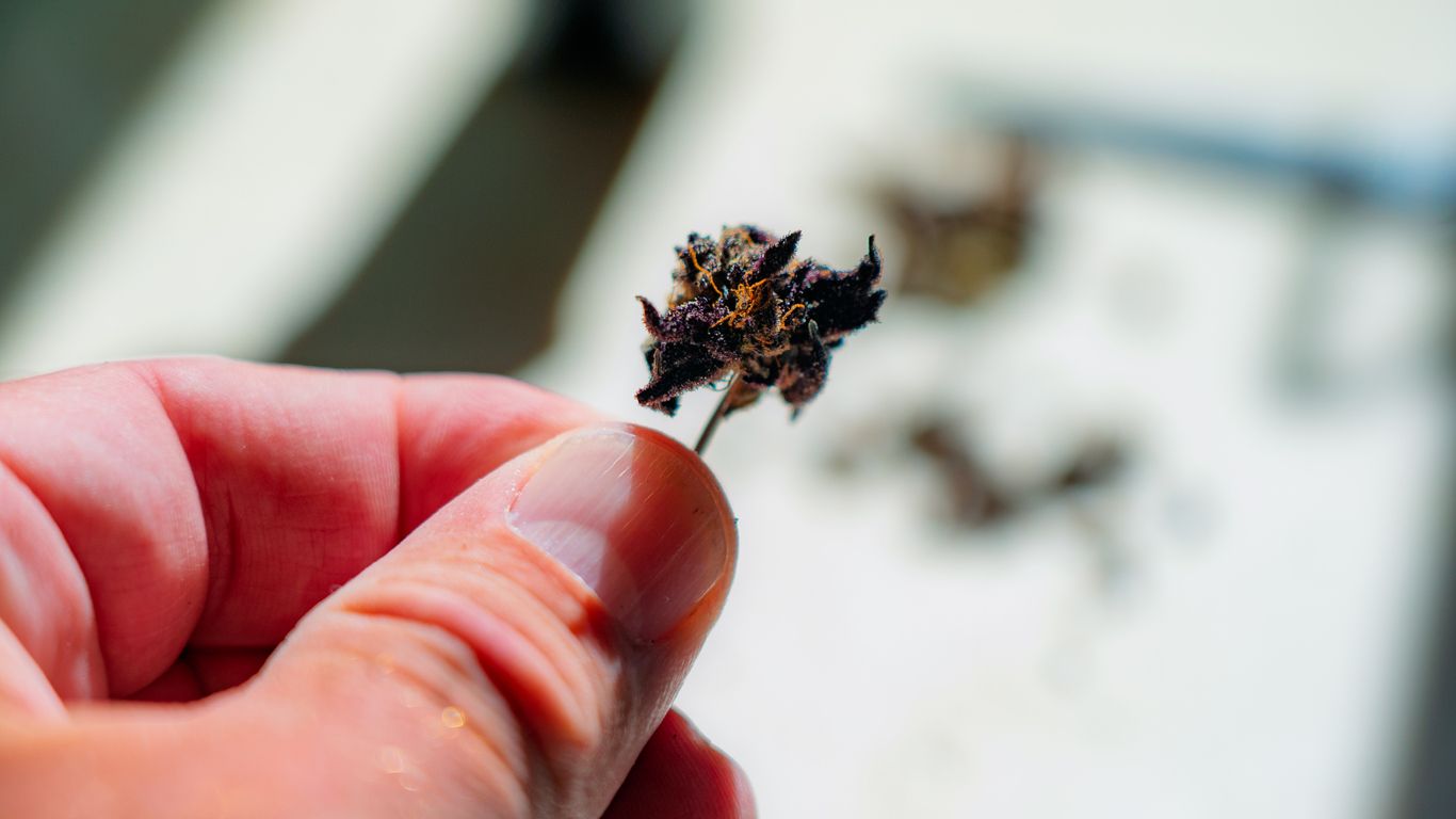 Cannabis ohne Rezept: Das ist in Deutschland 2026 legal