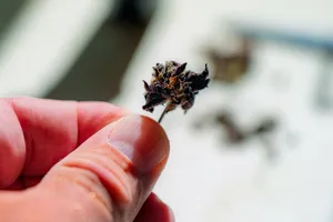Cannabis ohne Rezept: Das ist in Deutschland 2026 legal