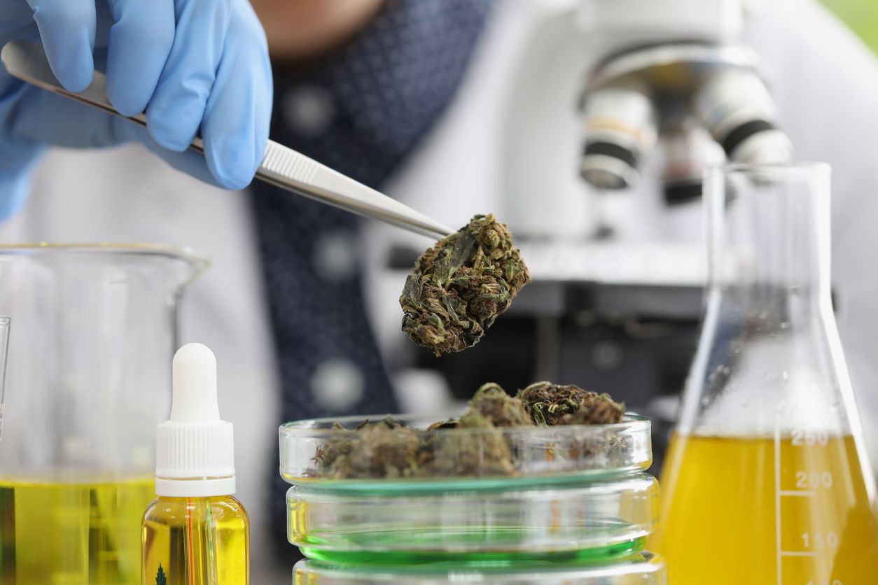 Das Endocannabinoid-System verstehen: Grundlagen