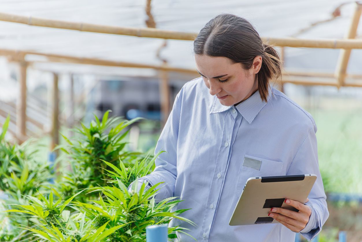 Cannabis-Allergie: Symptome, Diagnose und Management allergischer Reaktionen