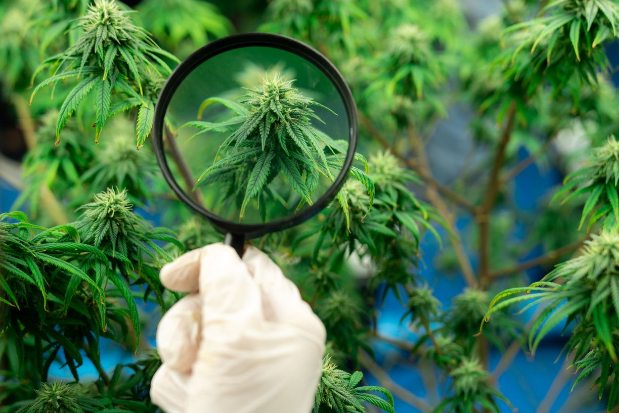 Unterschied zu anderen Teilen der Cannabispflanze