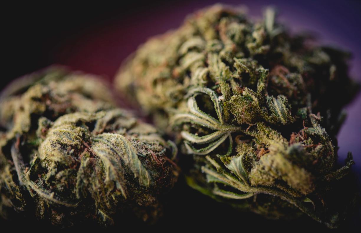 Top-Cannabis Sorten 2026 Die stärksten Sorten im Vergleich