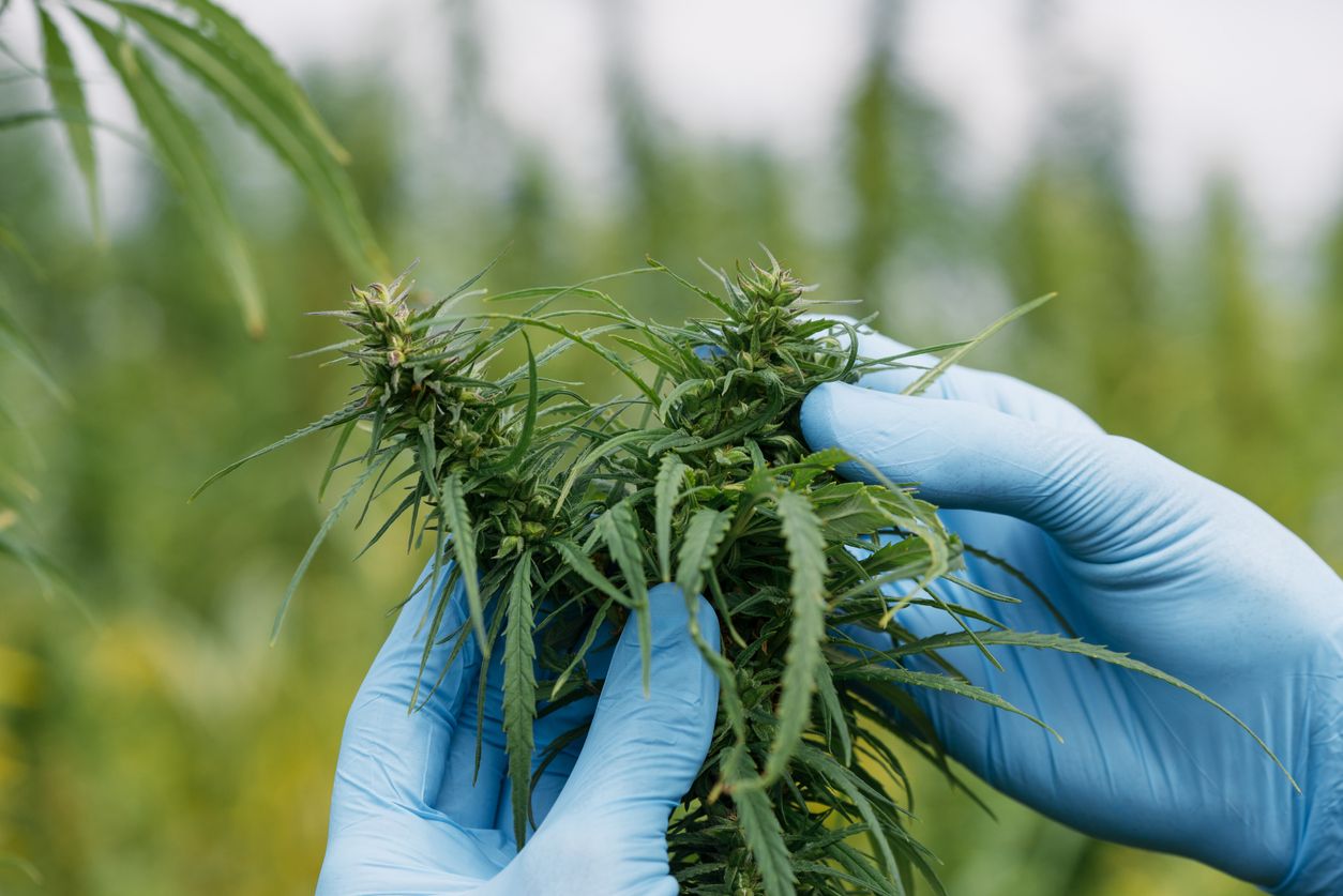 Bubatz: Warum spricht plötzlich jeder darüber? Alles über Bedeutung, Ursprung, Kultur & Gesetz